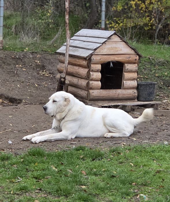 Mascul asia centrala