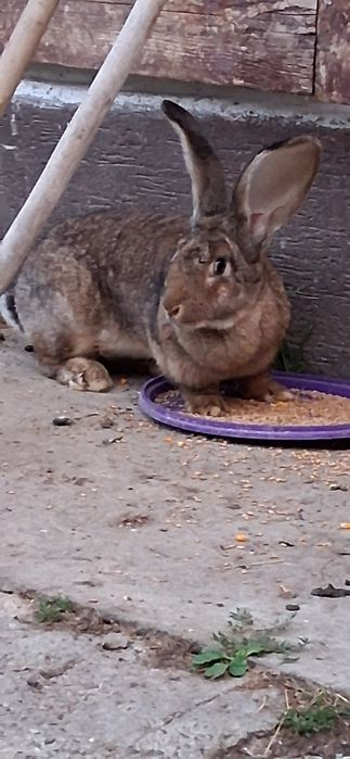 De vanzare sau ( schimb) femela urias  german