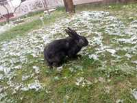 Продается кролик самец черного цвета.