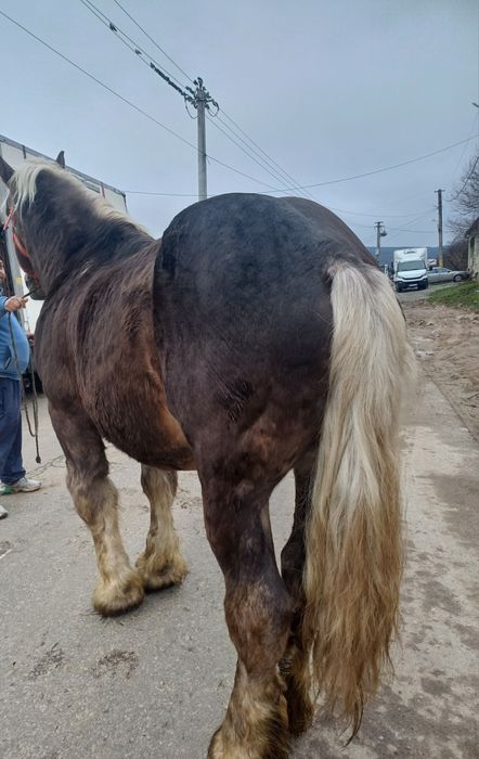 Armăsar ciocolatiu de 9 ani garantat fac și schimb