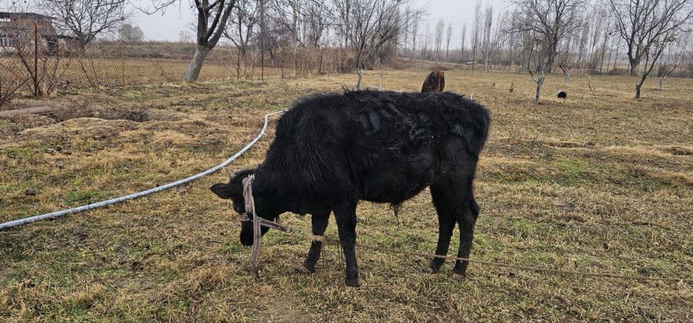 Букача сотилади.