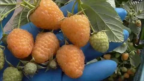 Саженцы Красной и Желтой Малины