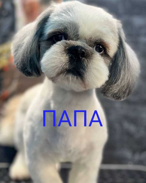 Скоро в продаже щенки Ши-тцу