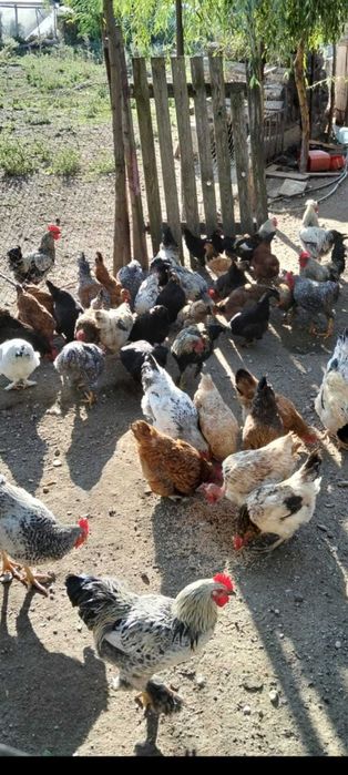 Cocoșii de vânzare .