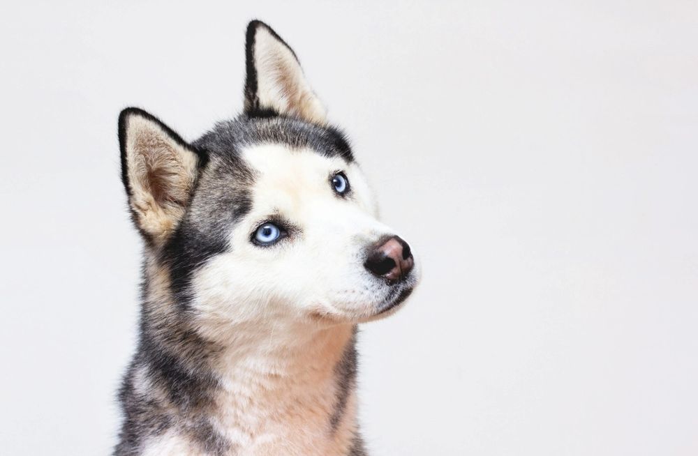 Продоётся собака Хаска Чирчик