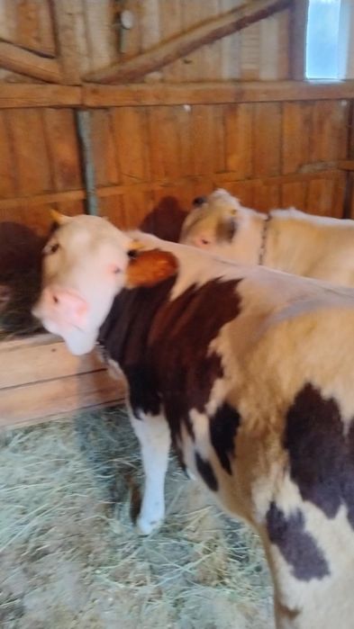 Vand doi vitei si o vitica