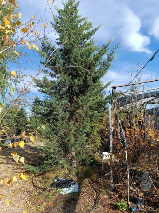 Големи школувани  иглолистни дървета.  София