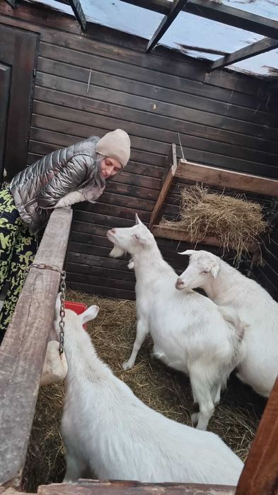 Miere si lapte de capra proaspăt 100% naturale