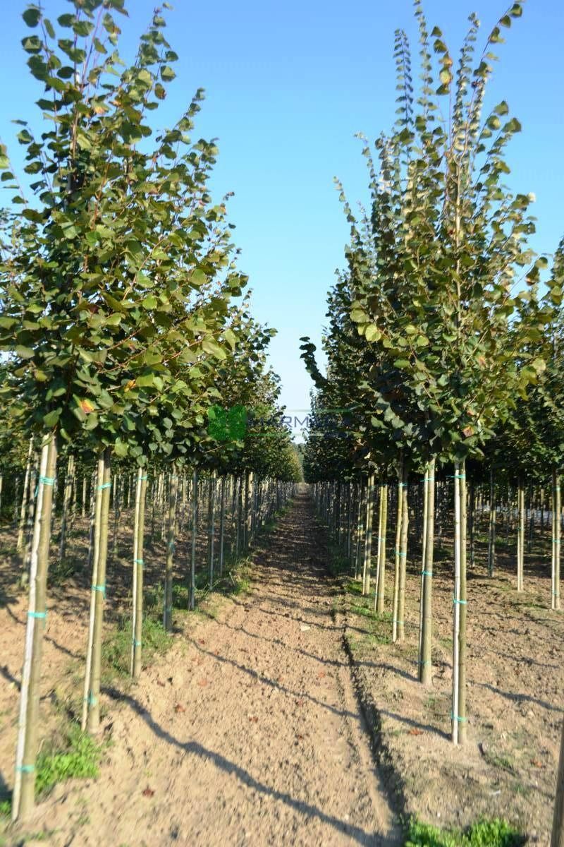 Platan ( platanus acerifolia ) mesteacan, tei, artar, copaci de umbră.