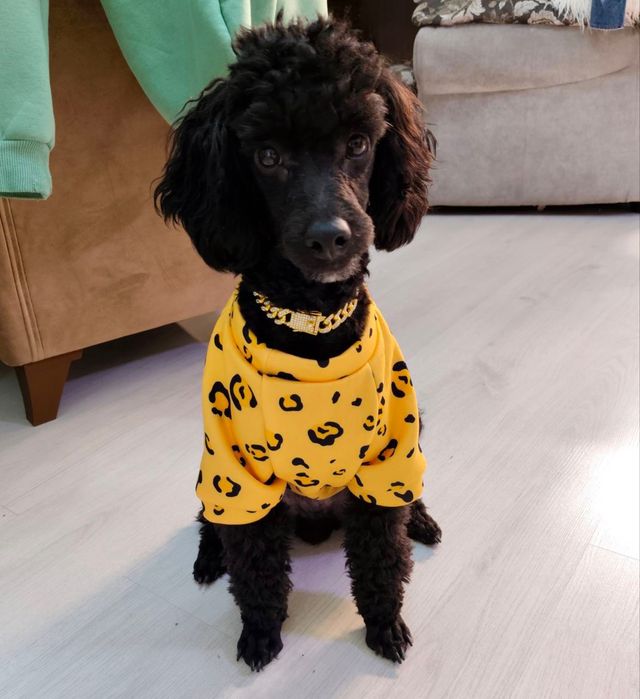 Готовятся к продаже щенки пуделя