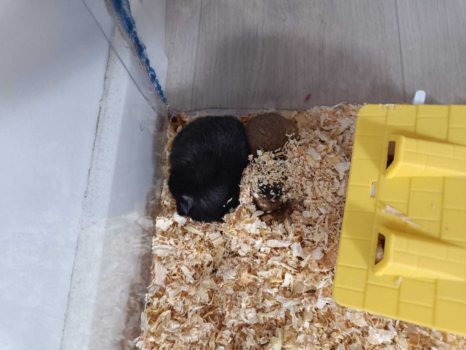 Vând hamsteri sirieni