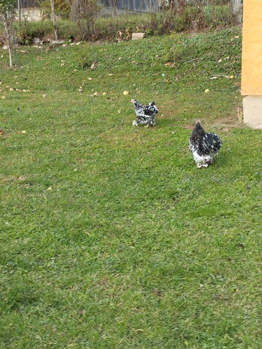 Gaini mii de flori, Cochinchina si matase