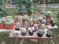colectie de cactusi, diverse soiuri