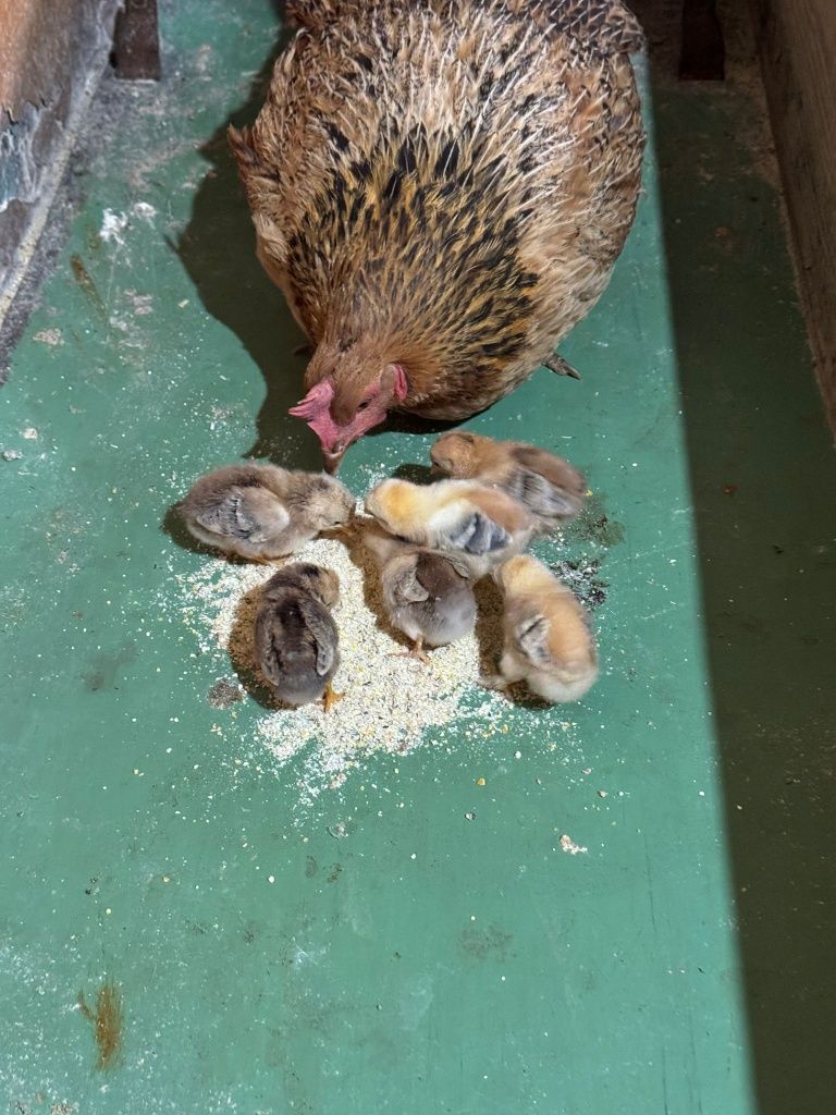 Vând Oua fecundate pt incubatori sau closca