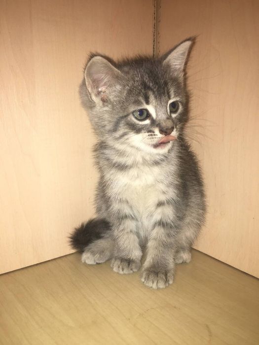 Отдам котят в хорошие руки.