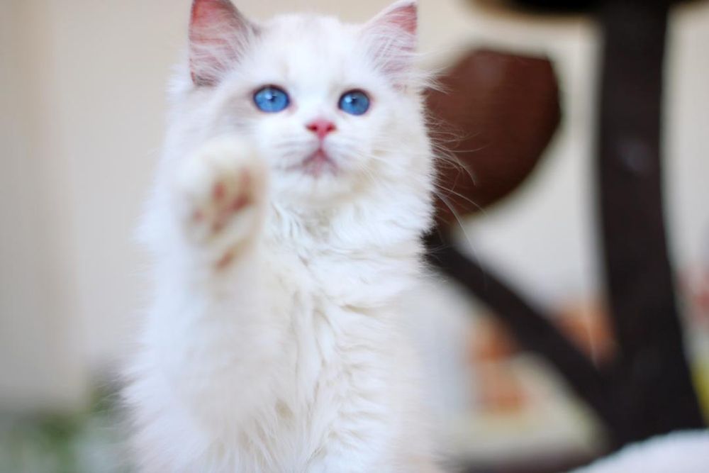 Regdoll,Регдолл,