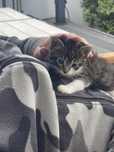 Adoptie pui pisica