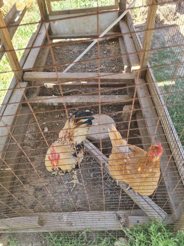 Срочно продаётся петухи и куры