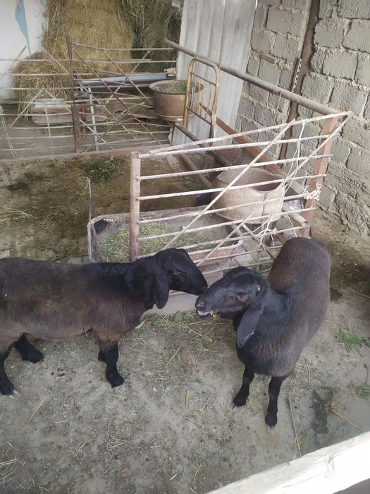 кучкор барралар  сотилади