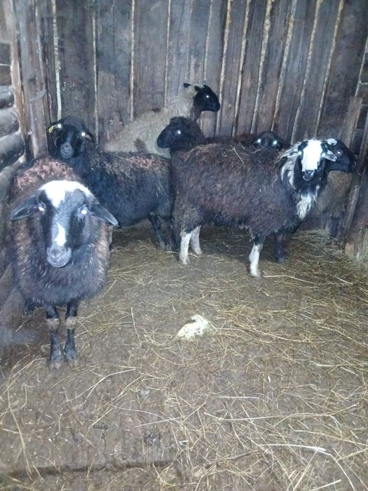 Бараны овцы откормленные