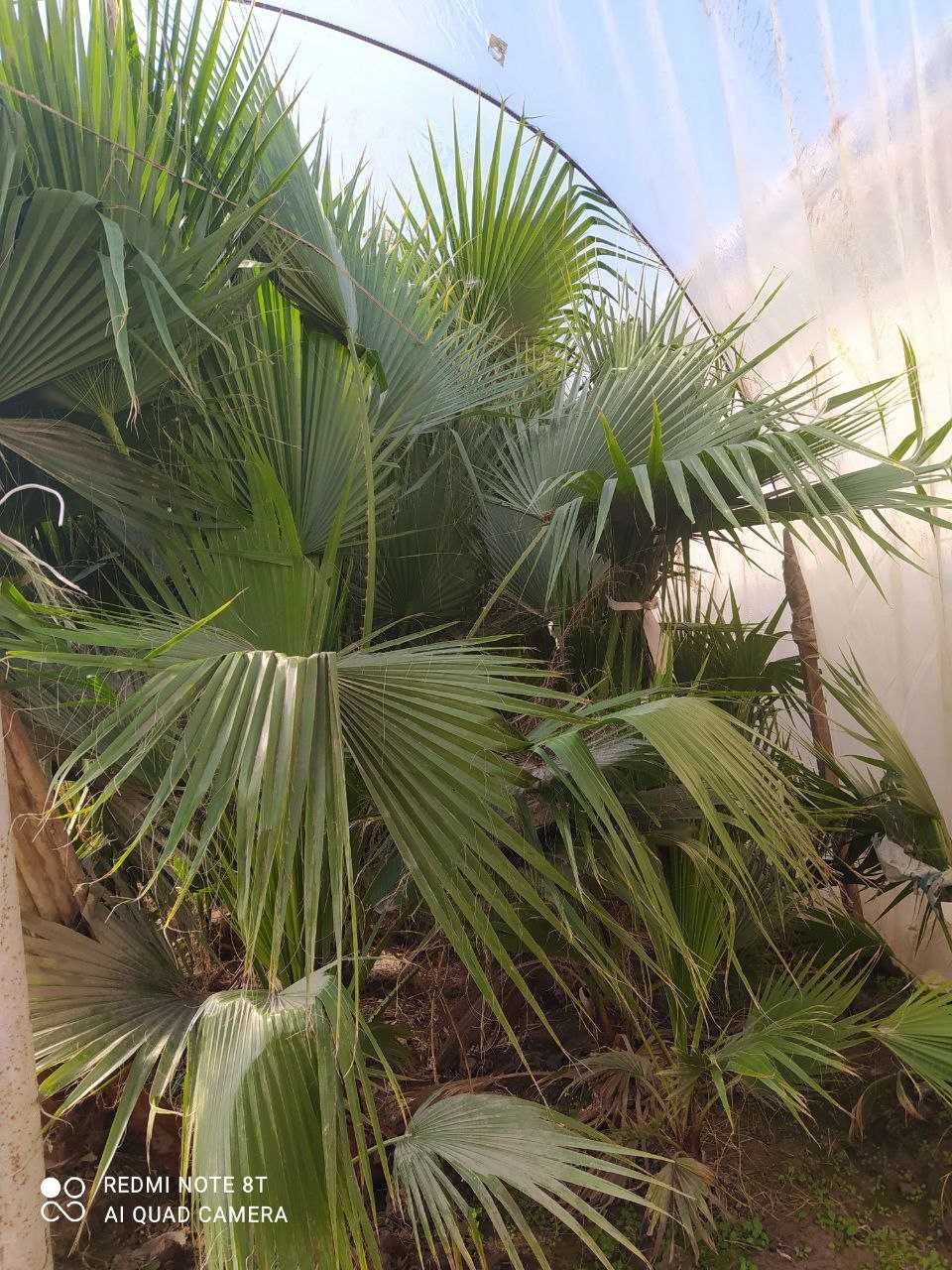 Трахикарпус Форчуна палма