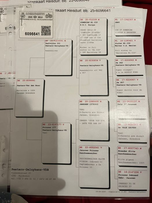 Porumbei voiajori Belgia /olanda