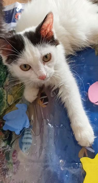 Потерялся котик подросток 6 мес  р- н Рыскулова - Казыбаева