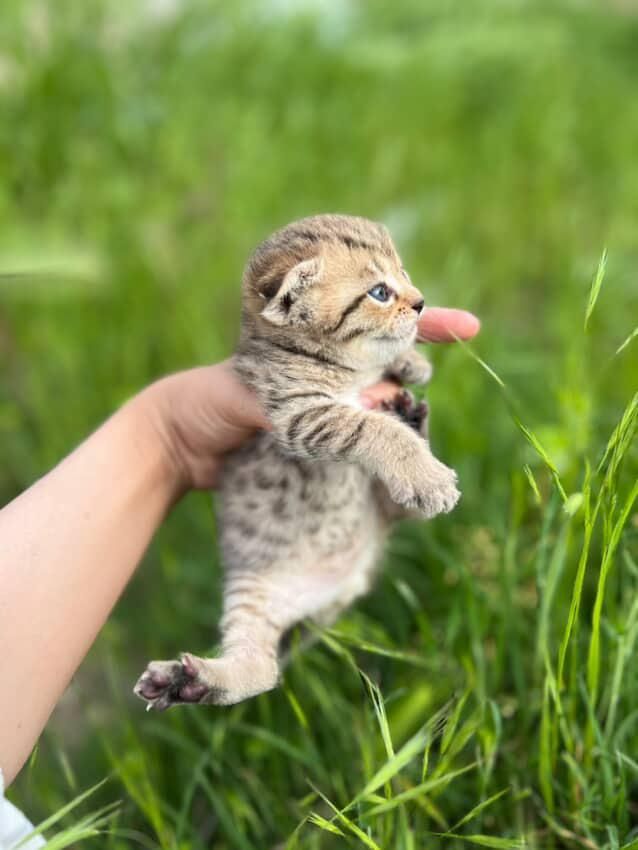 Котята веслоухие