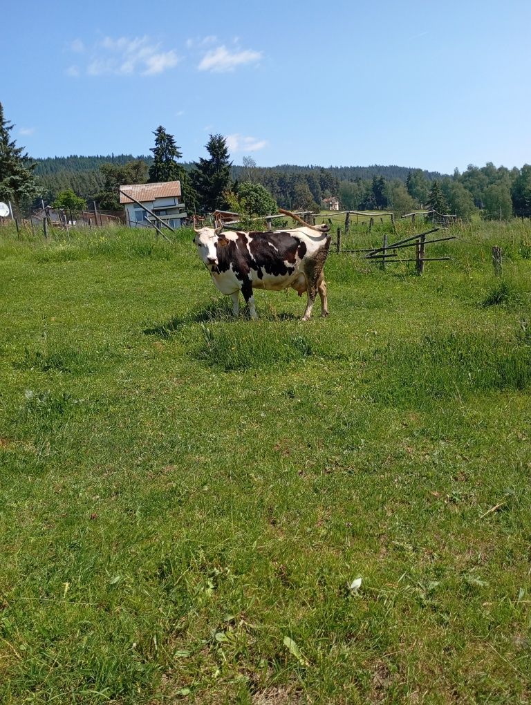 Продава се крава.