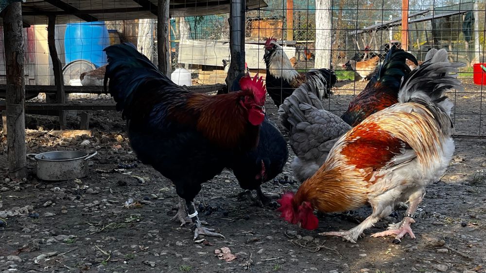 Marans oua de incubat