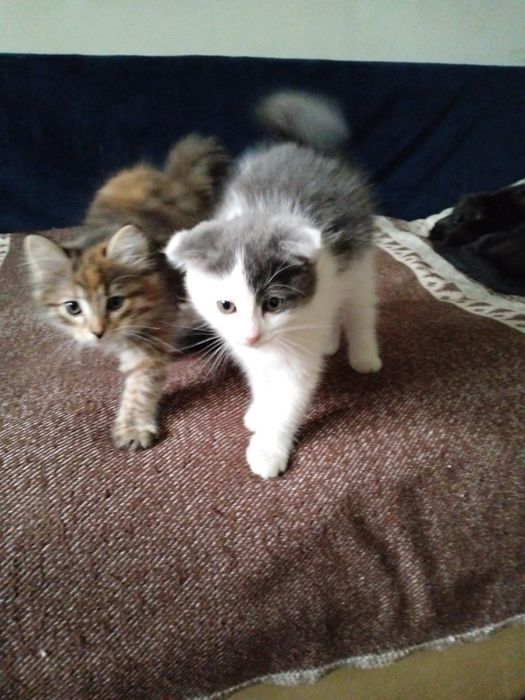 Отдам котят в хоршое руки