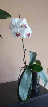 Продавам орхидеи