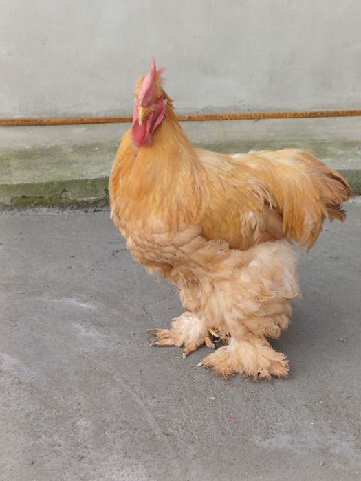 Vand cocosi cochinchina