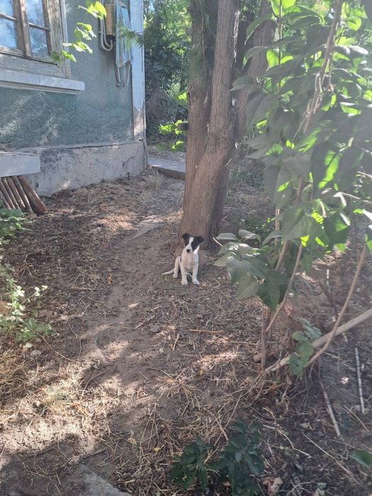 Căței pentru adopție