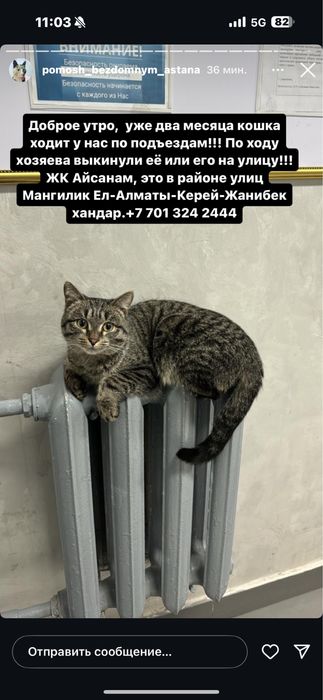 Котик серый домашний