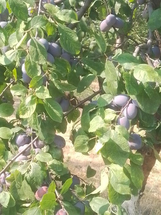 Vind prune soiul centenar