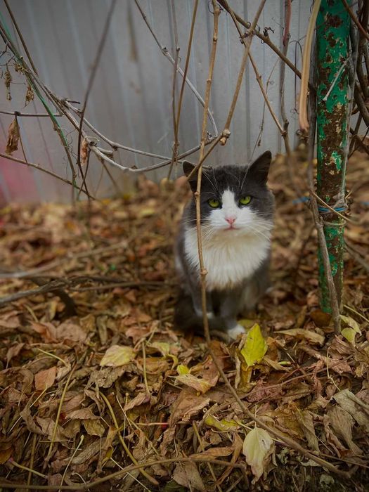 Ищем любящую семью котику
