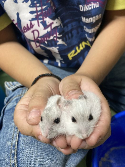 Hamsteri pitici de vanzare