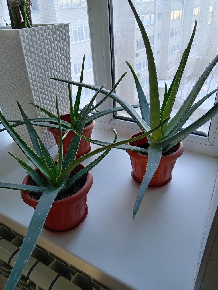 Алоэ Вера лечебное