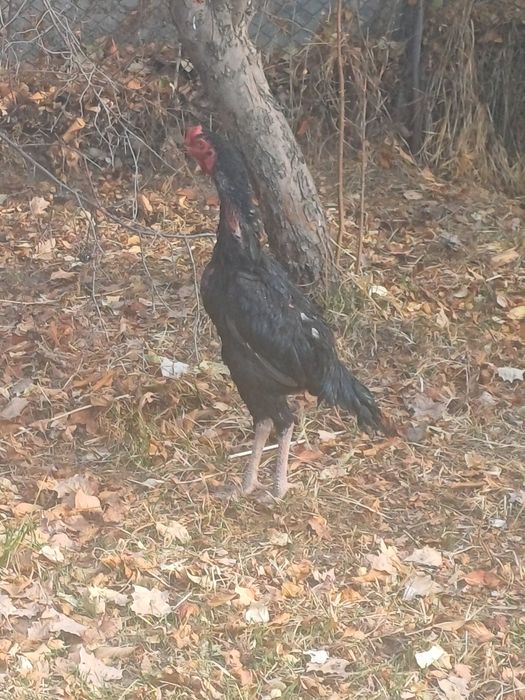 Dakan xuroz sotiladi