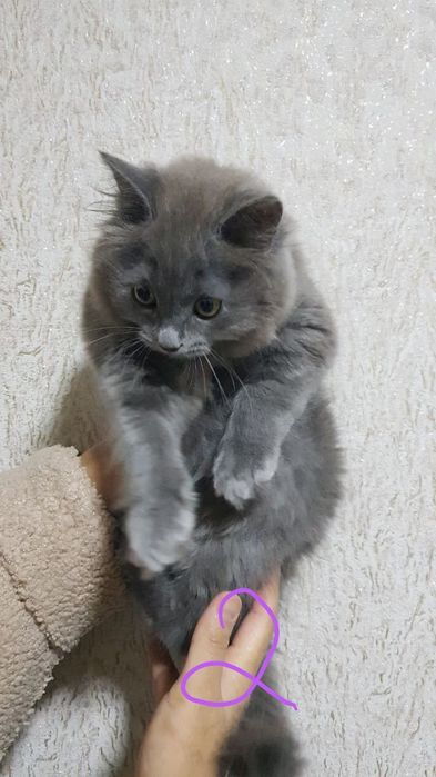 Продаю кошек девочка и мальчик