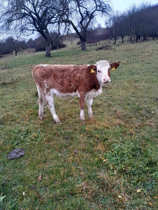 Vand trei tăuraşi și o vițea în vârstă de opt noua luni