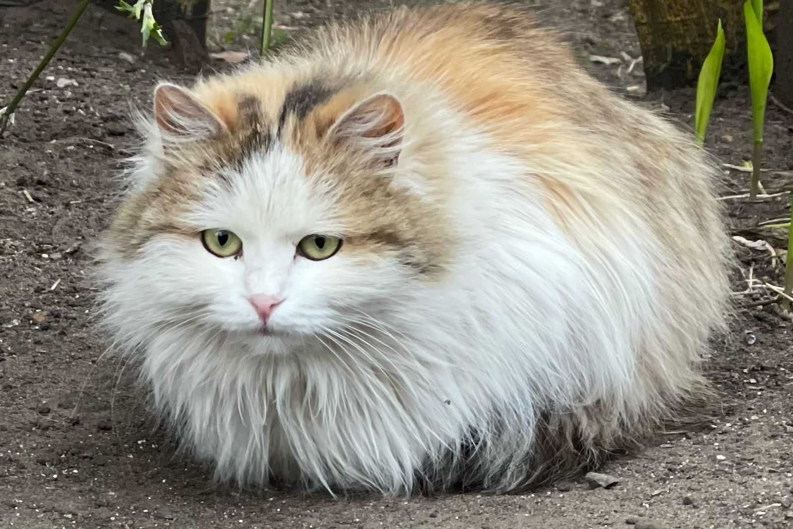 Кошка в ответственные руки