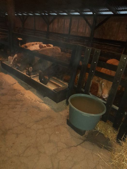 Vând viței înțărcați