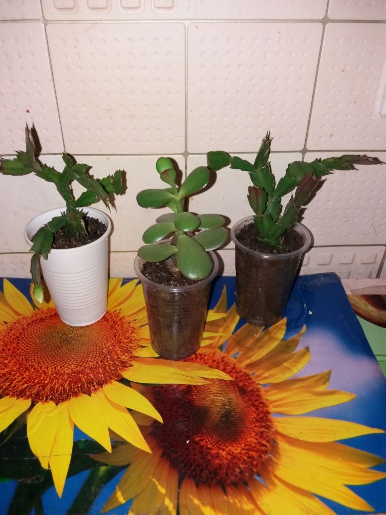 Цветов много хороших.