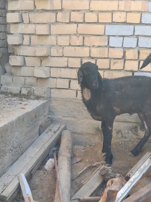 Qo'zi qo'chqor arzon