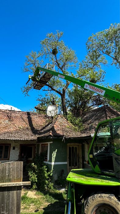 Taiere profesional a arborilor / copaci / pomi cu platforma de lucru