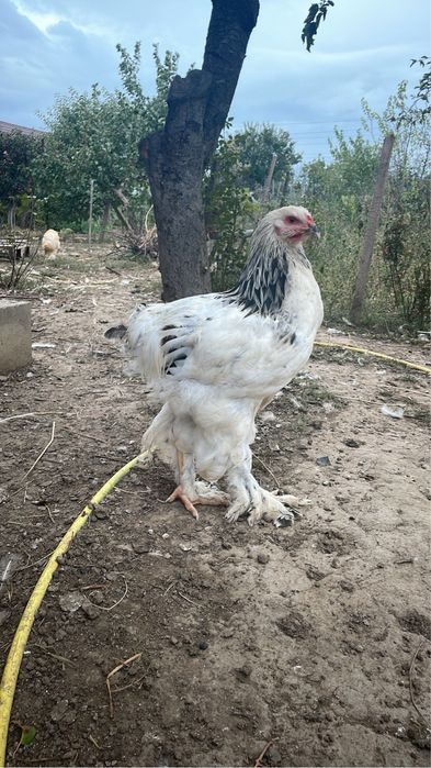 Pereche brahma 5 luni