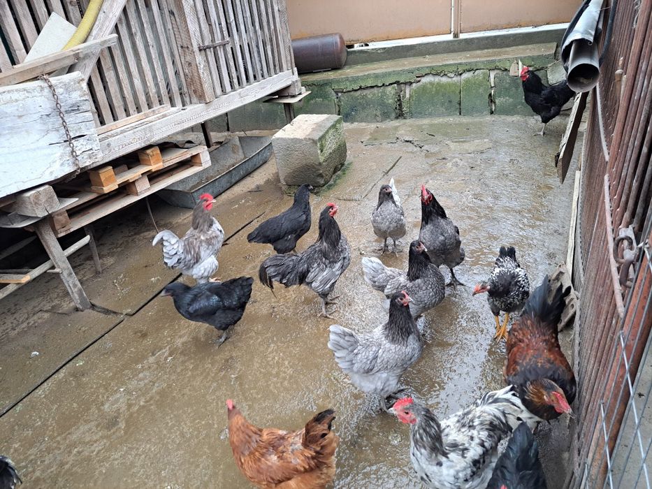 Vand cocosi Australorp