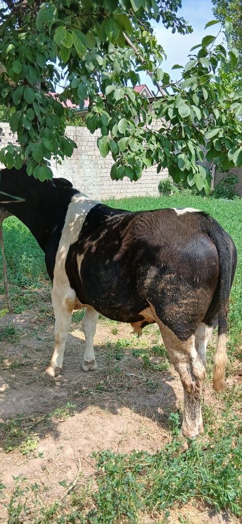 Gibrid sifatli sog'lom  buqala sotiladi
